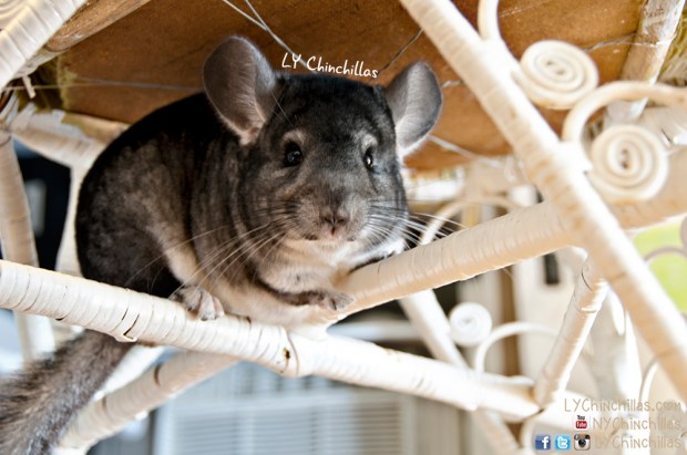 Mitty Wicker Chair 2