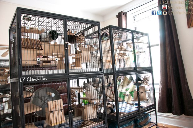 Angled Ferret Nation