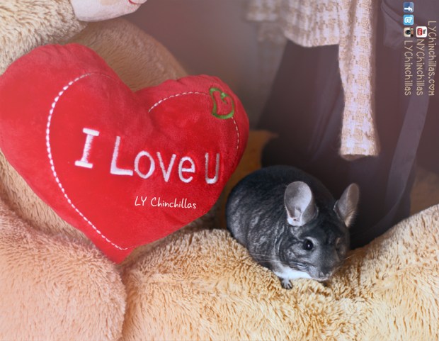 mitty love pillow chinchilla