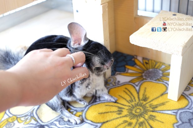 Muff Scratches New Fleece