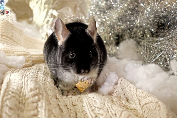 Muff Holiday Warm Eating