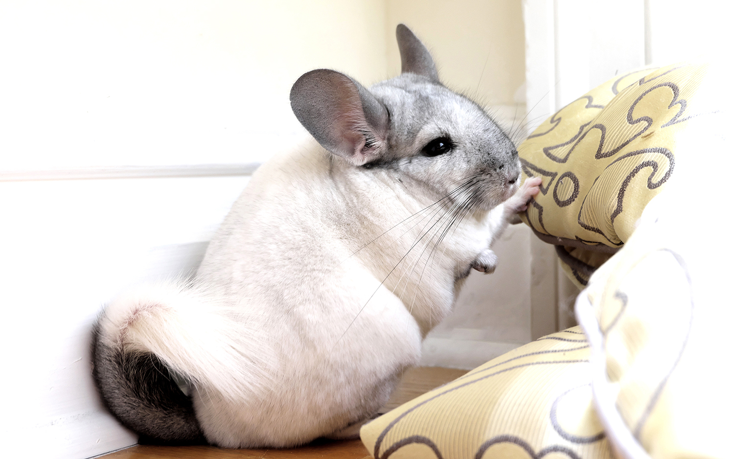 About | LY Chinchillas, image size:1500x938